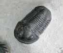 Metacanthina & Two Gerastos Trilobites - Mrakib, Morocco #28613-5